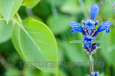 BB 12 0405 / Dracocephalum ruyschiana / Dragehode <br /> Syringa vulgaris / Syrin